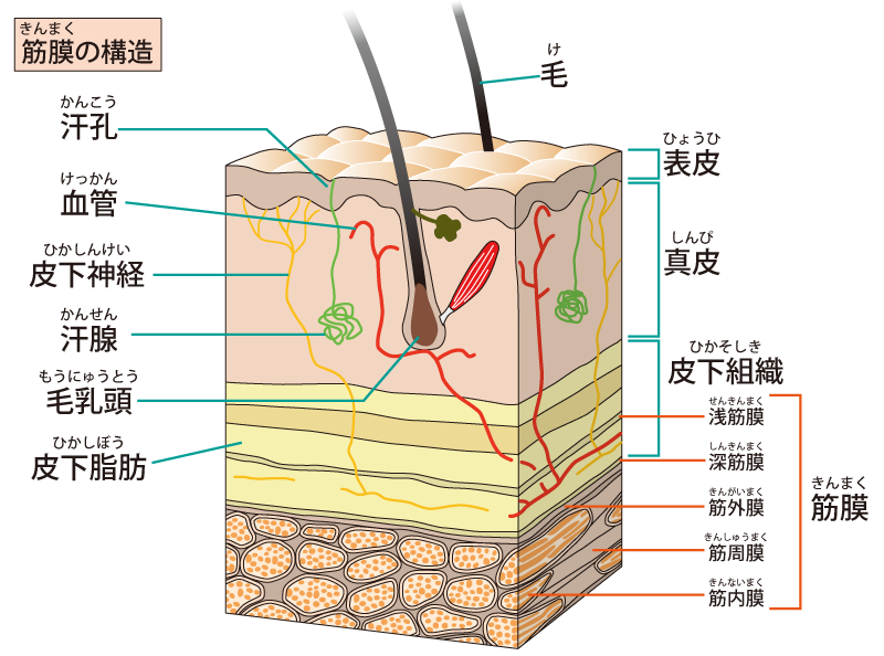 筋膜の構造の説明図。皮下組織以下にある浅筋膜、深筋膜、筋外膜、筋周膜、筋内膜を称して「筋膜」と呼ぶ